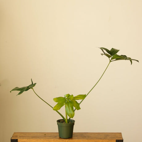 Philodendron Goeldii - ‘Finger Leaf’ - Ed's Plant Shop