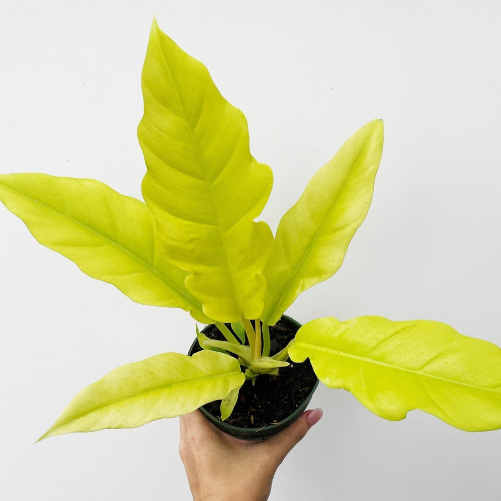 Philodendron 'Golden Saw' - Ed's Plant Shop