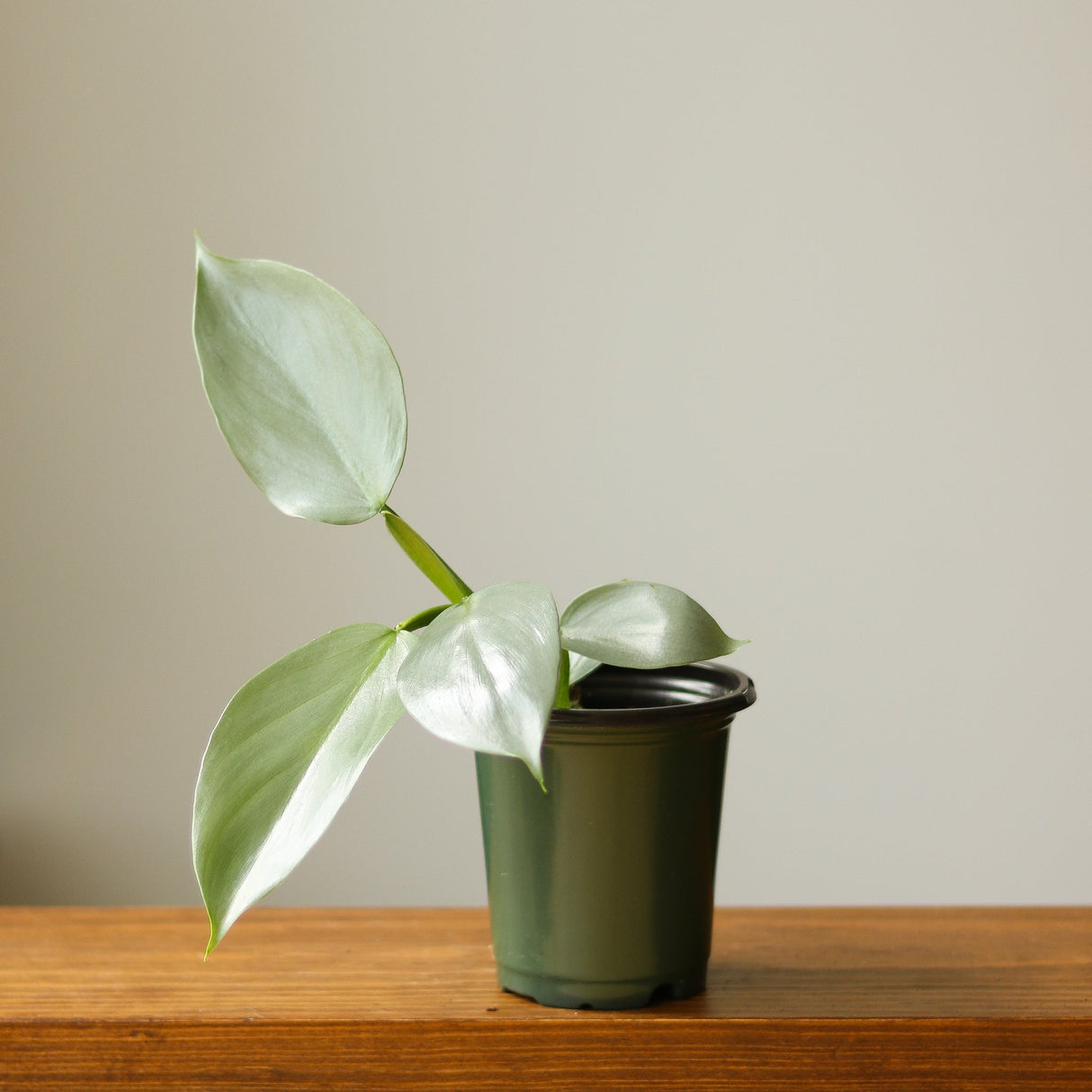 Philodendron Hastatum 'Silver Sword' - Ed's Plant Shop