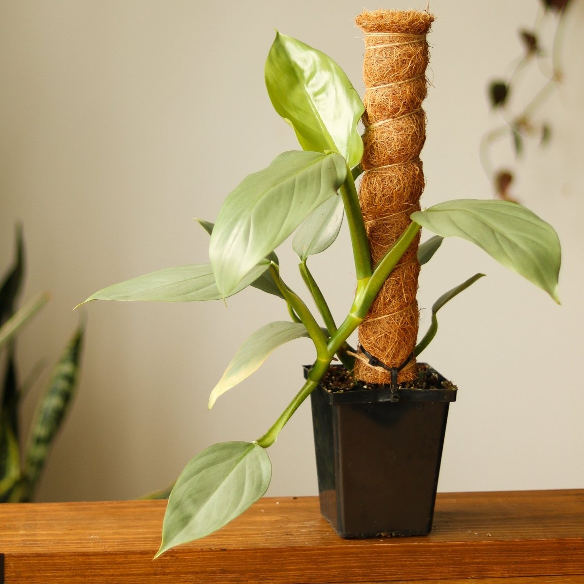 Silver Sword Philodendron hastatum on coco pole with multiple silver-green leaves in black nursery pot on wood surface