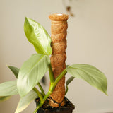 Mature Philodendron hastatum Silver Sword climbing a coco coir pole with broad silver-green leaves in black square nursery pot