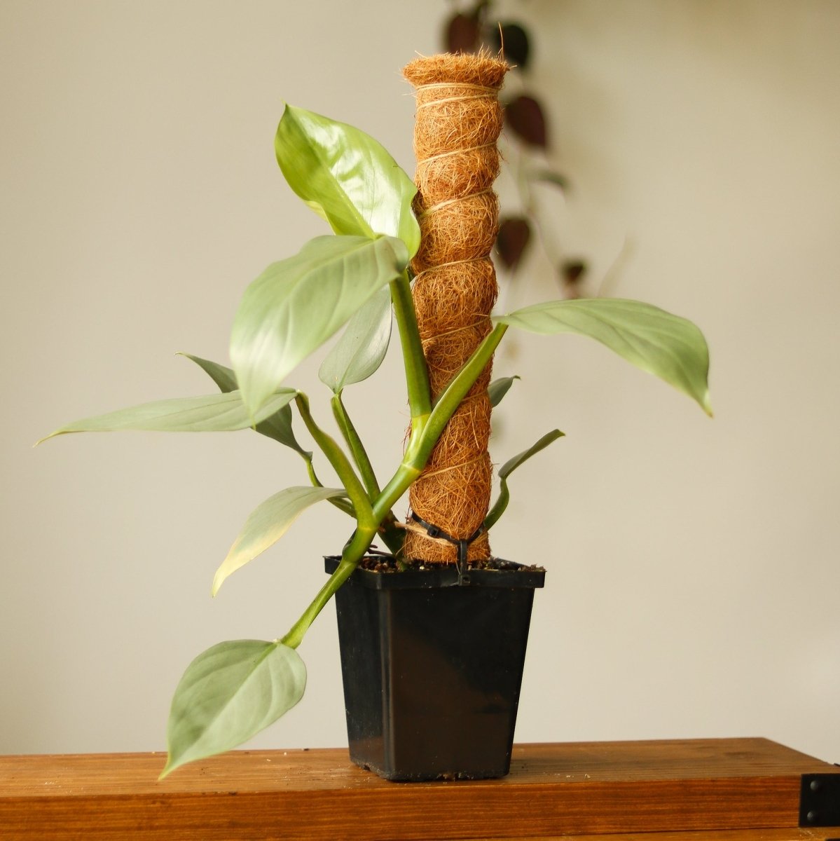 Philodendron hastatum Silver Sword on coco coir moss pole in black square pot displayed on wooden shelf indoors