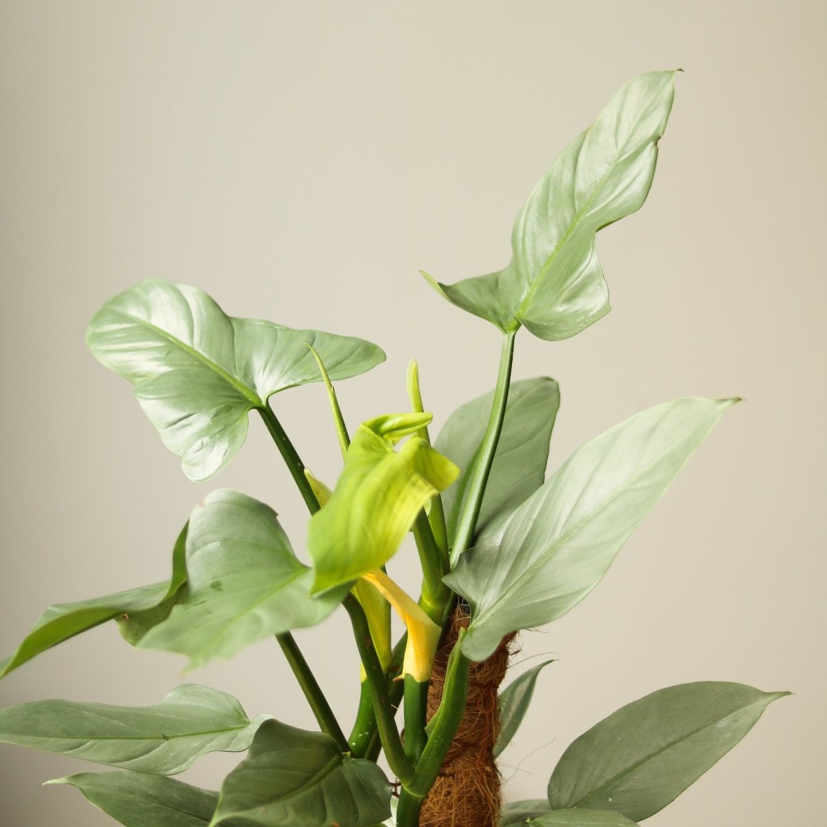 Mature Philodendron hastatum Silver Sword with silver aroid leaves and yellow spathe bloom climbing a coco coir pole