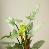 Mature Philodendron hastatum Silver Sword with silver aroid leaves and yellow spathe bloom climbing a coco coir pole