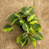Philodendron Brasil - Ed's Plant Shop