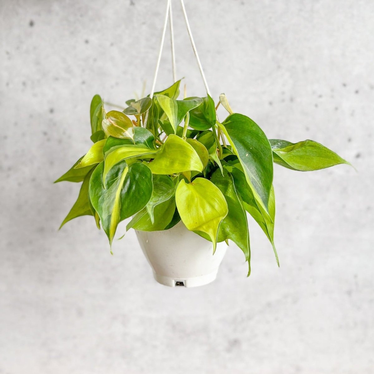 Philodendron Brasil Hanging Basket - Ed's Plant Shop