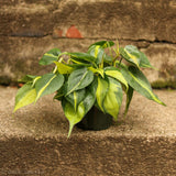 Philodendron Brasil - Ed's Plant Shop