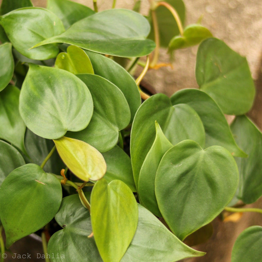 Philodendron Hederaceum 'Heartleafed Philodendron' - Ed's Plant Shop