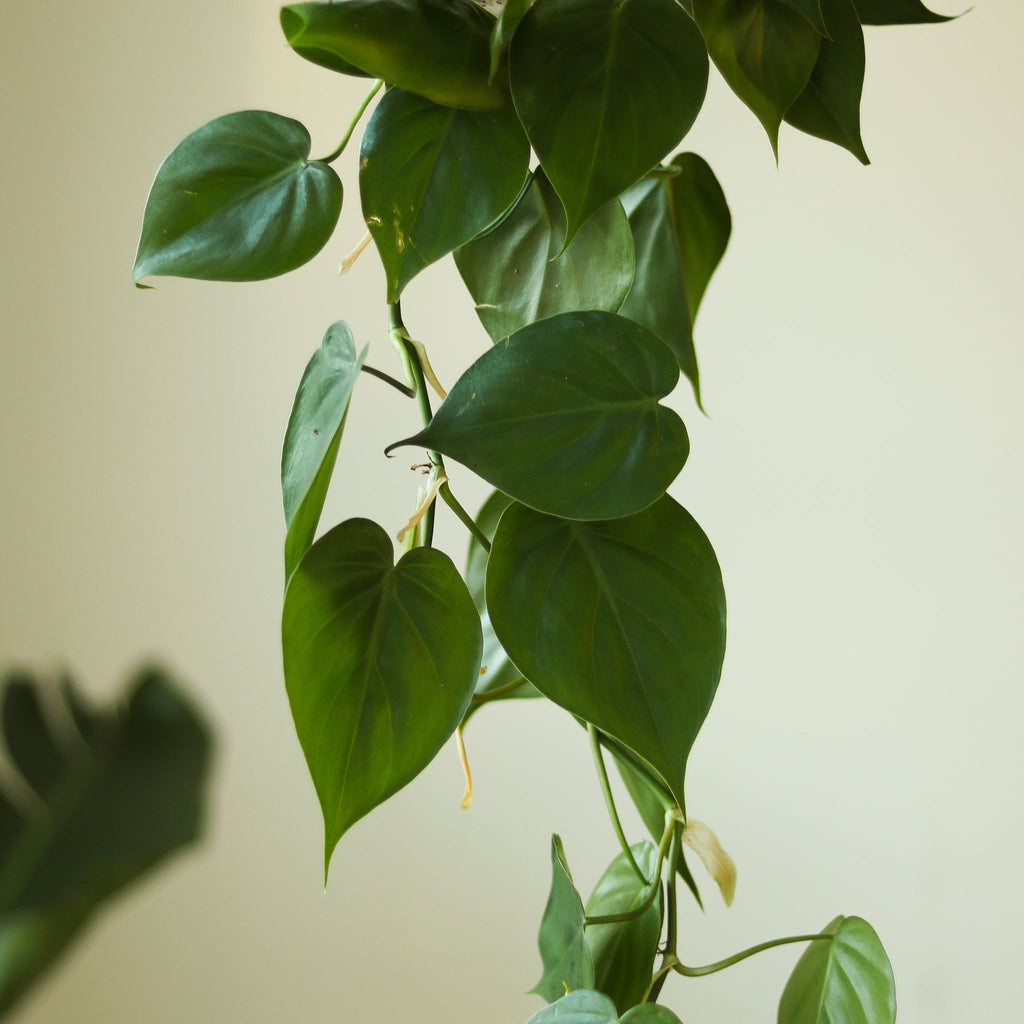 Philodendron Hederaceum 'Heartleafed Philodendron' - Ed's Plant Shop