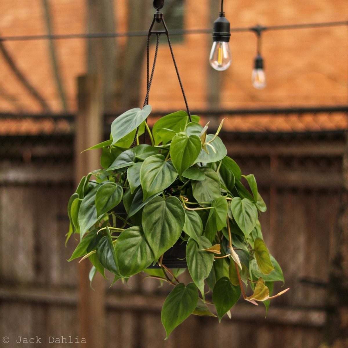 Philodendron Hederaceum 'Heartleafed Philodendron' - Hanging Basket - Ed's Plant Shop