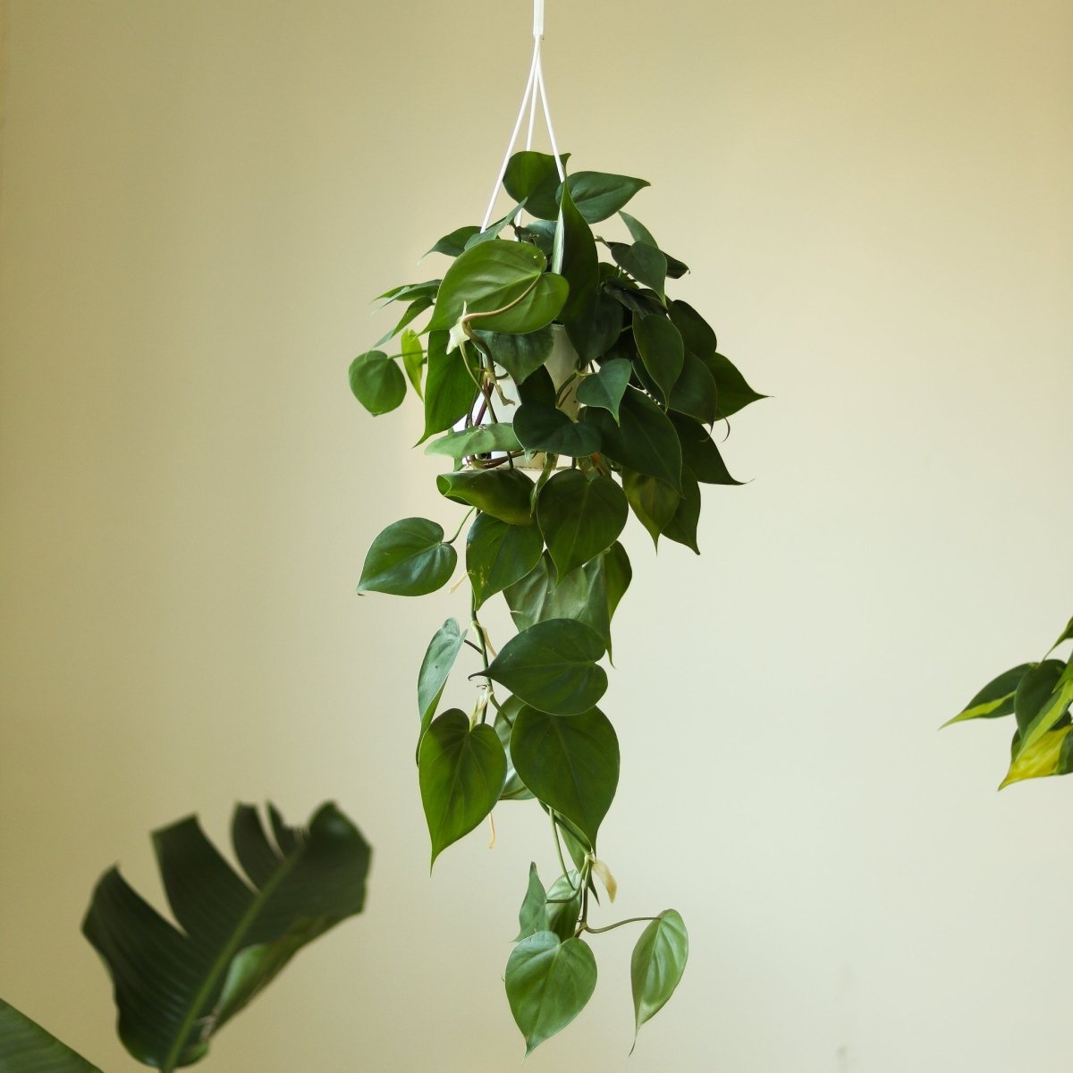 Philodendron Hederaceum 'Heartleafed Philodendron' - Hanging Basket - Ed's Plant Shop