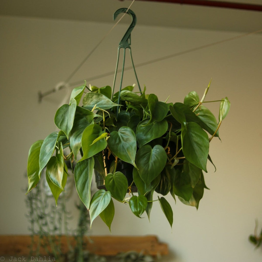 Philodendron Hederaceum 'Heartleafed Philodendron' - Hanging Basket - Ed's Plant Shop