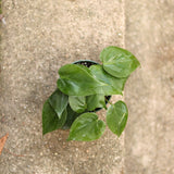 Philodendron Hederaceum 'Heartleafed Philodendron' - Hanging Basket - Ed's Plant Shop