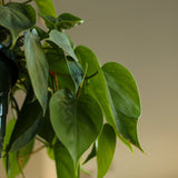 Philodendron Hederaceum 'Heartleafed Philodendron' - Hanging Basket - Ed's Plant Shop