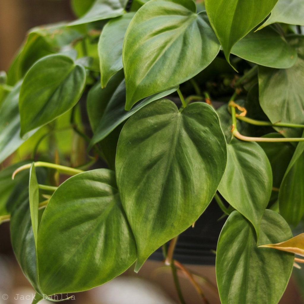 Philodendron Hederaceum 'Heartleafed Philodendron' - Hanging Basket - Ed's Plant Shop
