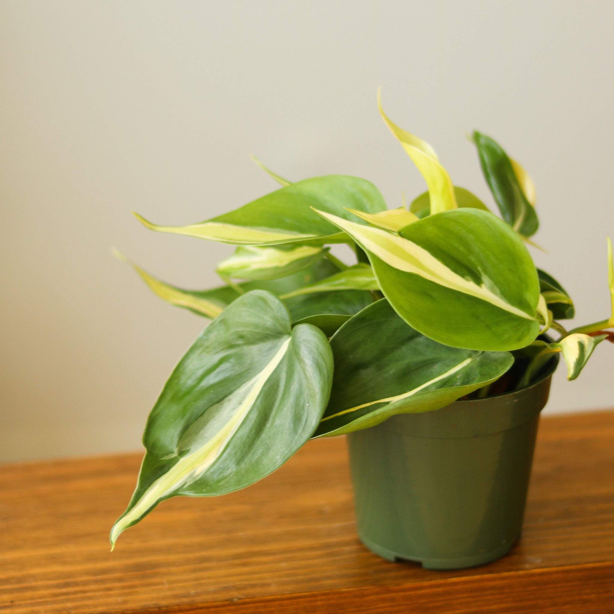 philodendron ' 4.5" Hanging Basket