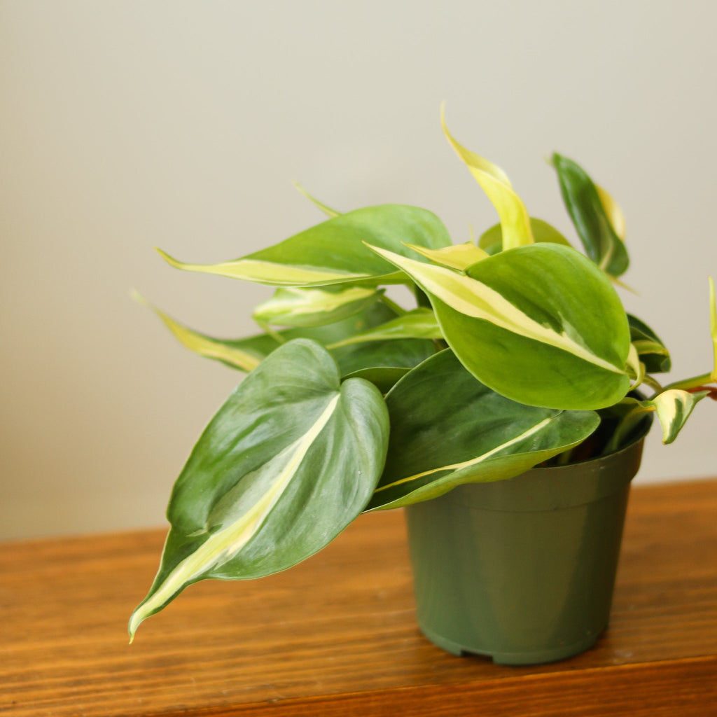 Philodendron hederaceum 'Silver Stripe' - Ed's Plant Shop