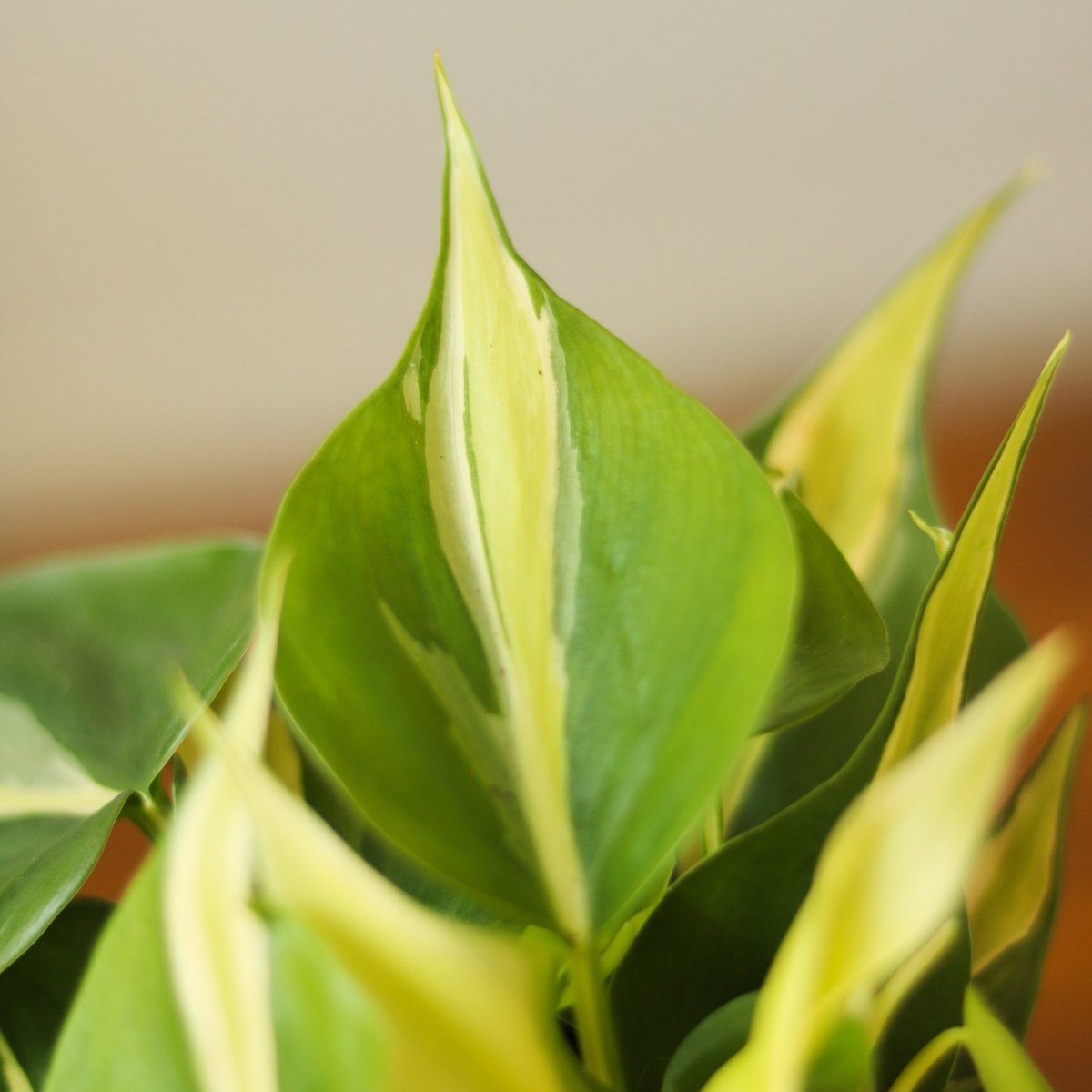 Philodendron hederaceum 'Silver Stripe' Hanging Basket - Ed's Plant Shop