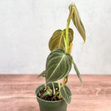 Philodendron melanochrysum - Black Gold Philodendron - Ed's Plant Shop