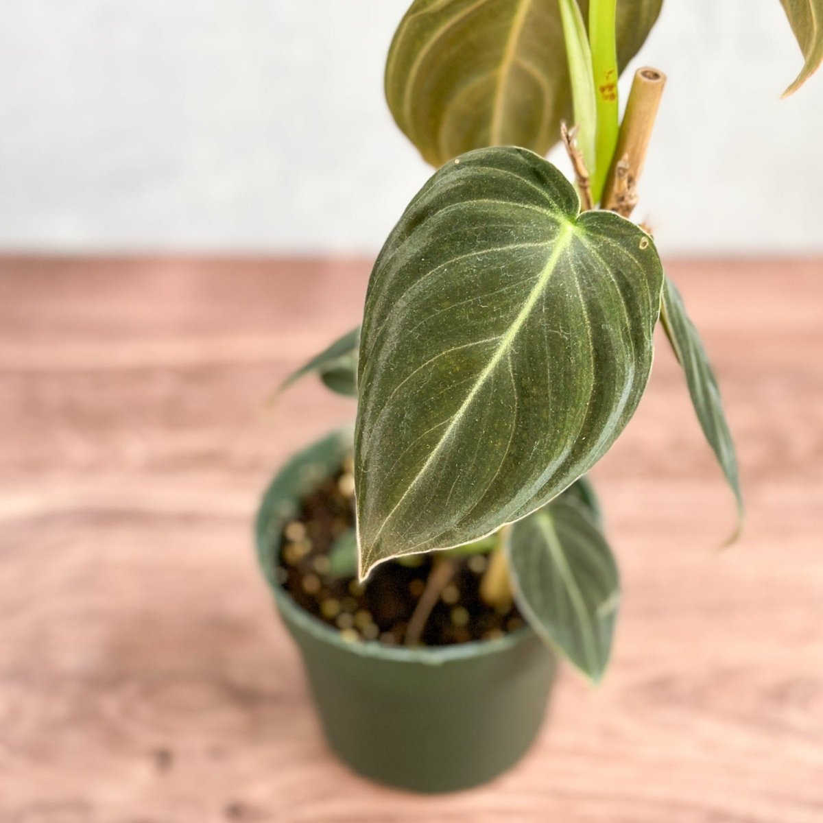 Philodendron melanochrysum - Black Gold Philodendron - Ed's Plant Shop