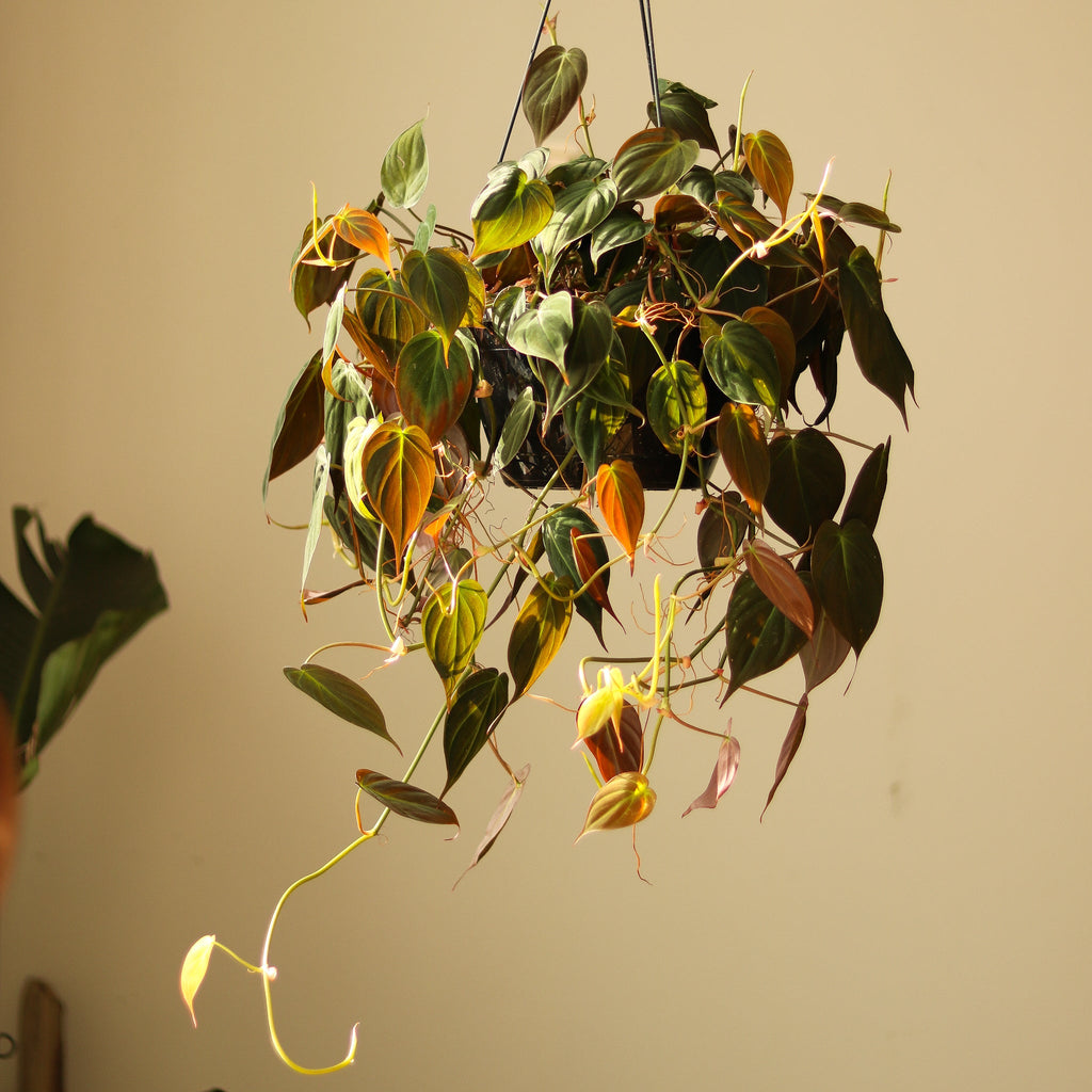 Philodendron Micans - Ed's Plant Shop