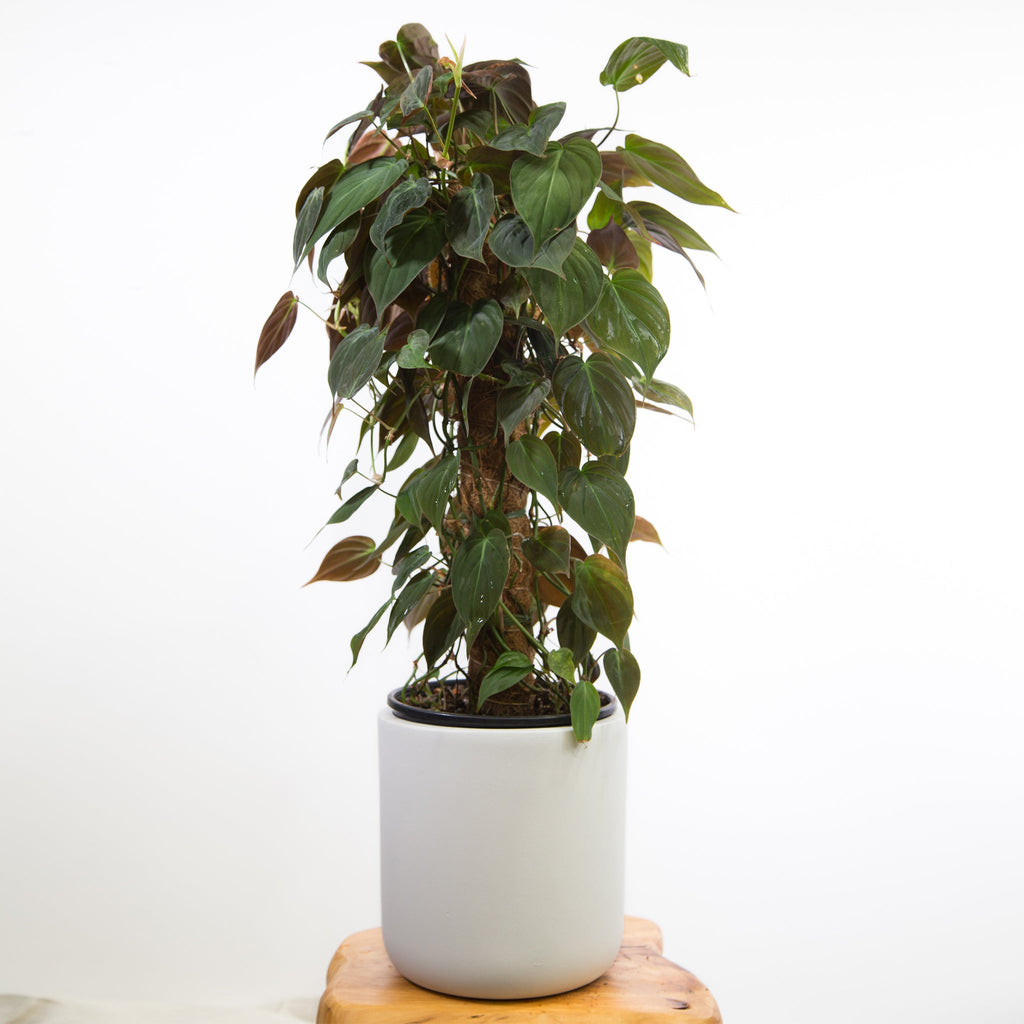Philodendron Micans For Sale Online