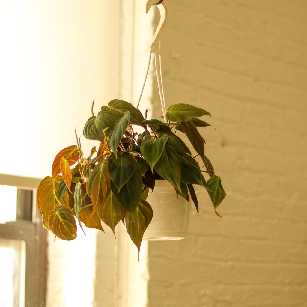 Philodendron micans- Velvet Philodendron Hanging Basket - Ed's Plant Shop