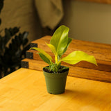 Philodendron 'Moonlight' - Ed's Plant Shop