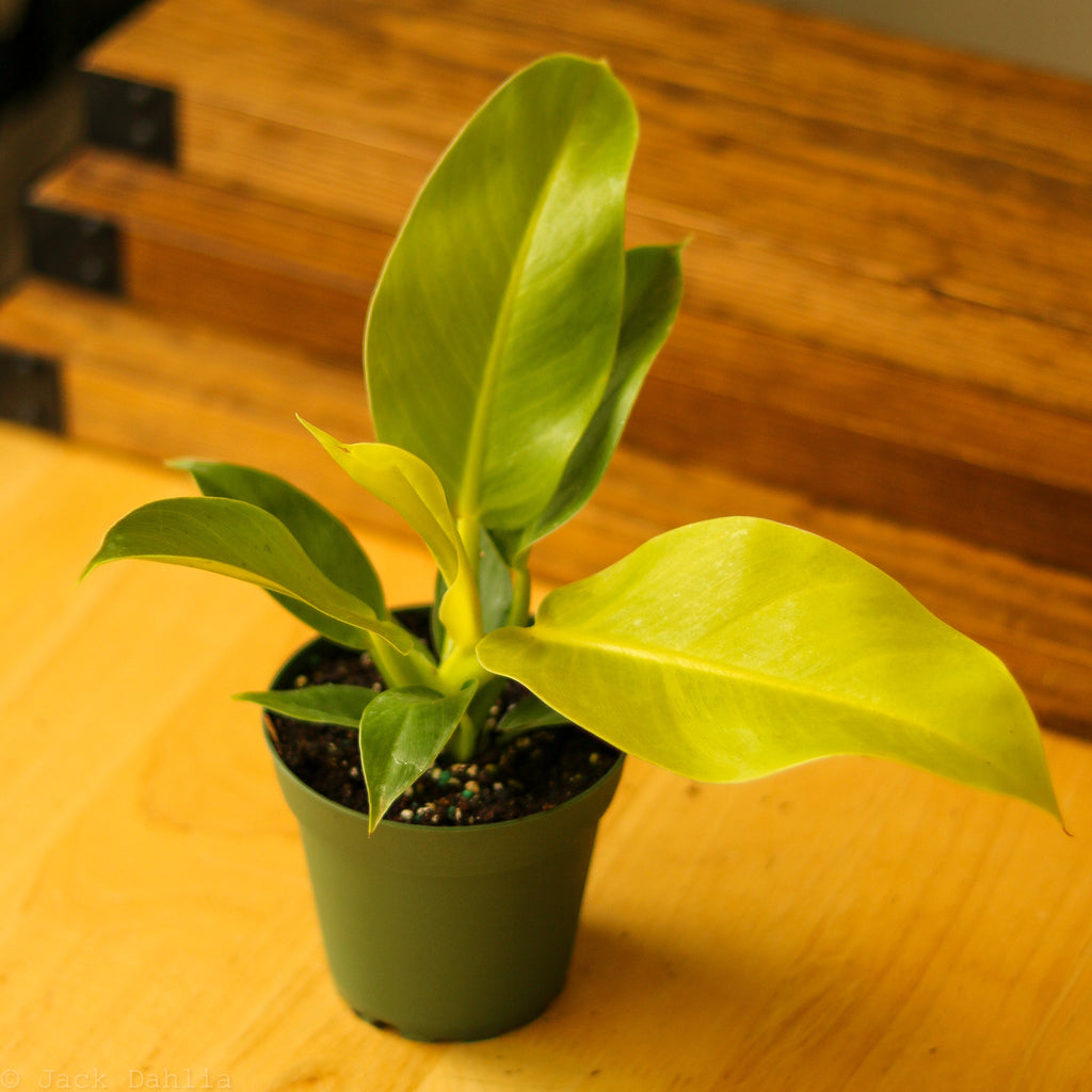 Philodendron 'Moonlight' - Ed's Plant Shop