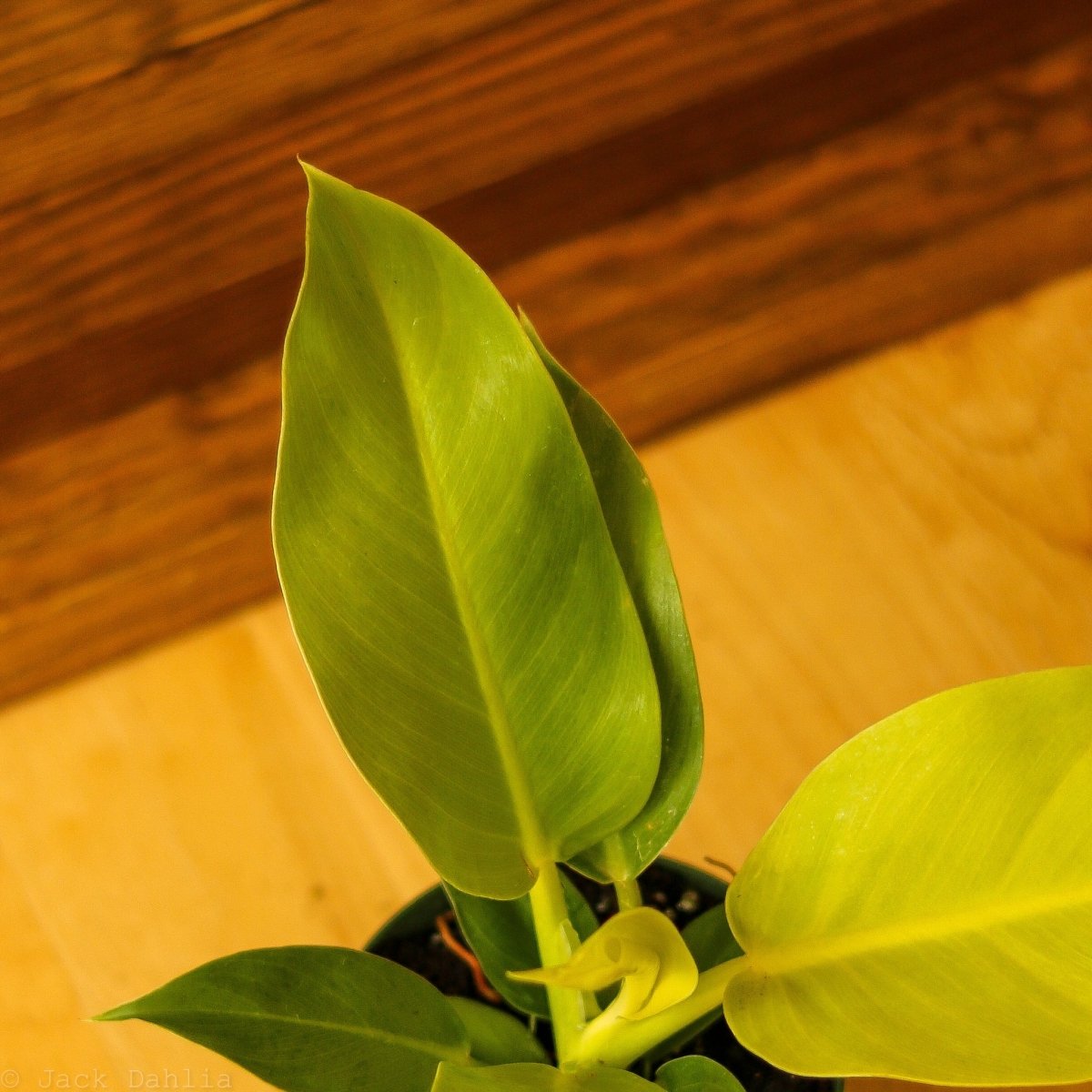 Philodendron 'Moonlight' - Ed's Plant Shop