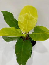 Philodendron 'Moonlight' - Ed's Plant Shop