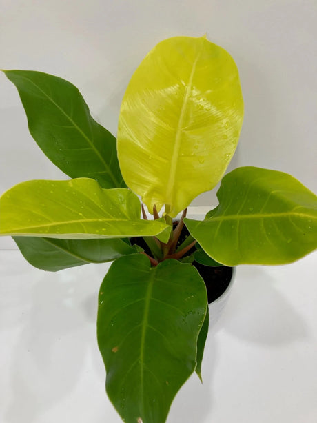 Philodendron 'Moonlight' - Ed's Plant Shop