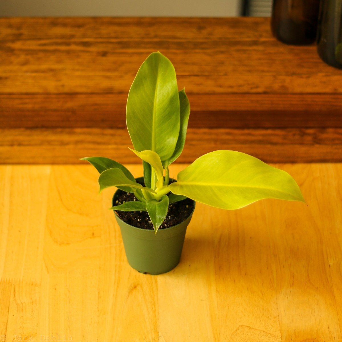 Philodendron 'Moonlight' - Ed's Plant Shop