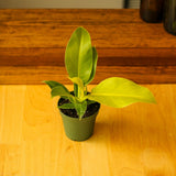Philodendron 'Moonlight' - Ed's Plant Shop