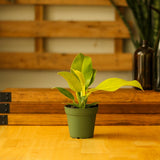 Philodendron 'Moonlight' - Ed's Plant Shop