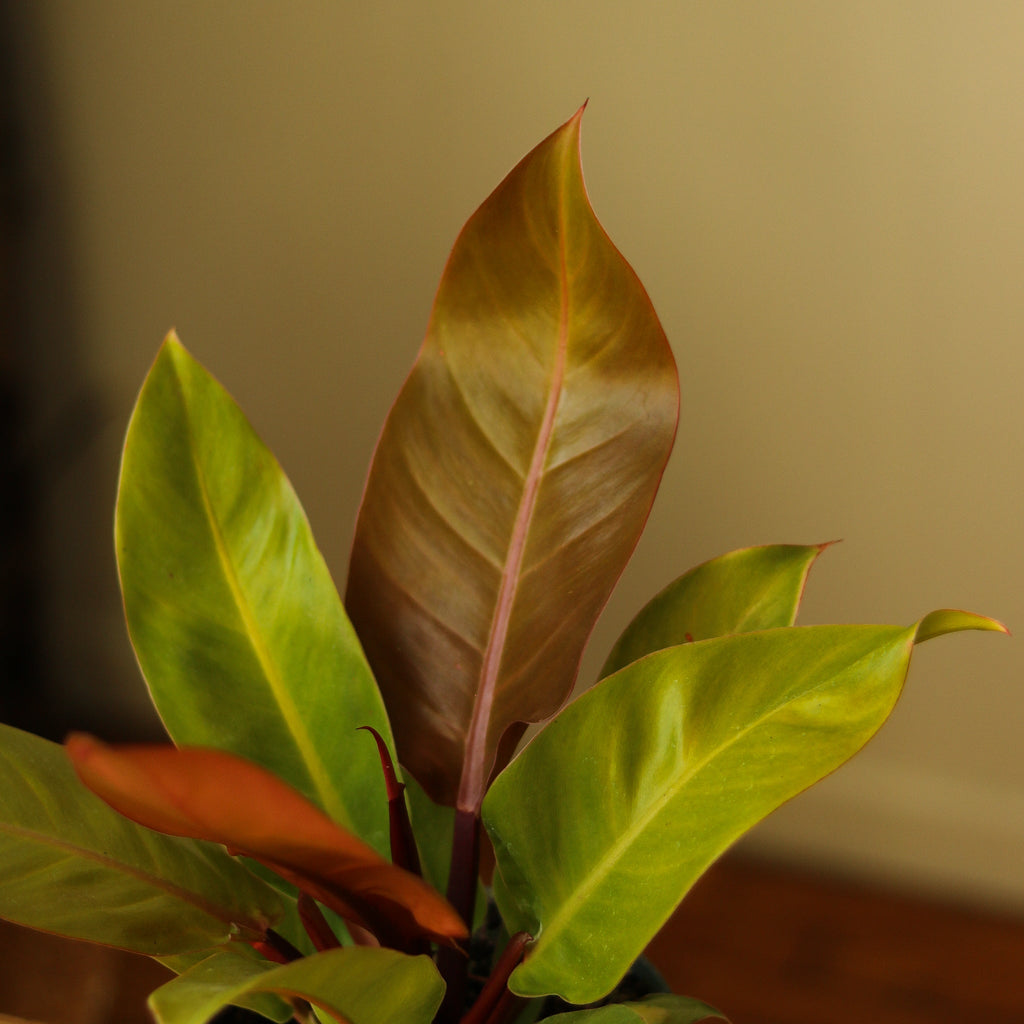 Philodendron 'Prince of Orange' - Ed's Plant Shop