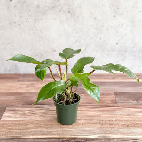 Philodendron squamiferum - Red Bristle Philodendron - Ed's Plant Shop