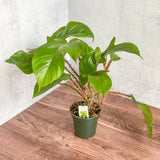 Philodendron squamiferum - Red Bristle Philodendron - Ed's Plant Shop