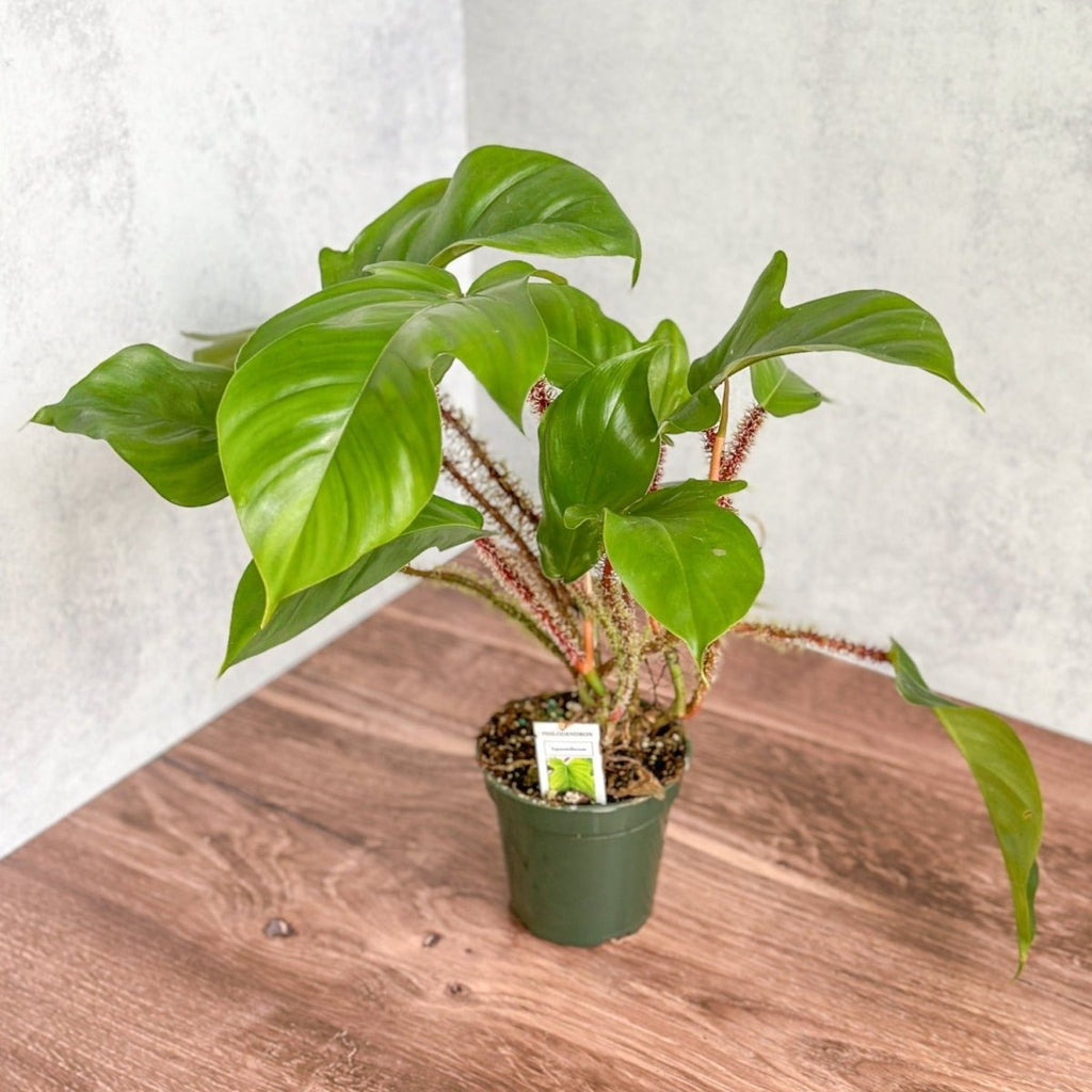 Shop Indoor Plants & More - Ed's Plant Shop