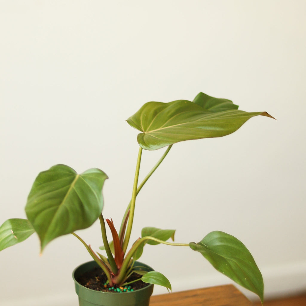 Philodendron 'Summer Glory' - Ed's Plant Shop