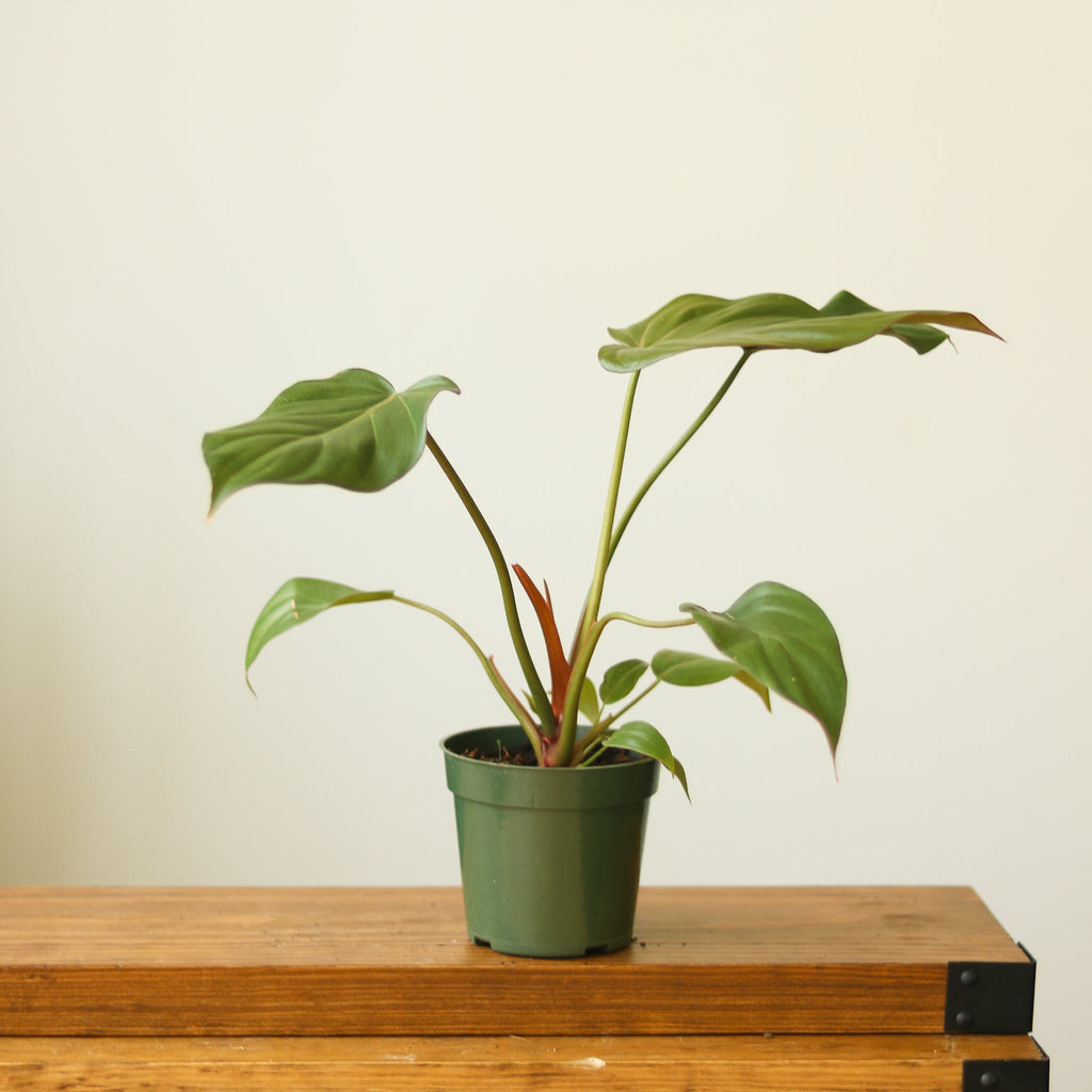 Philodendron 'Summer Glory' - Ed's Plant Shop