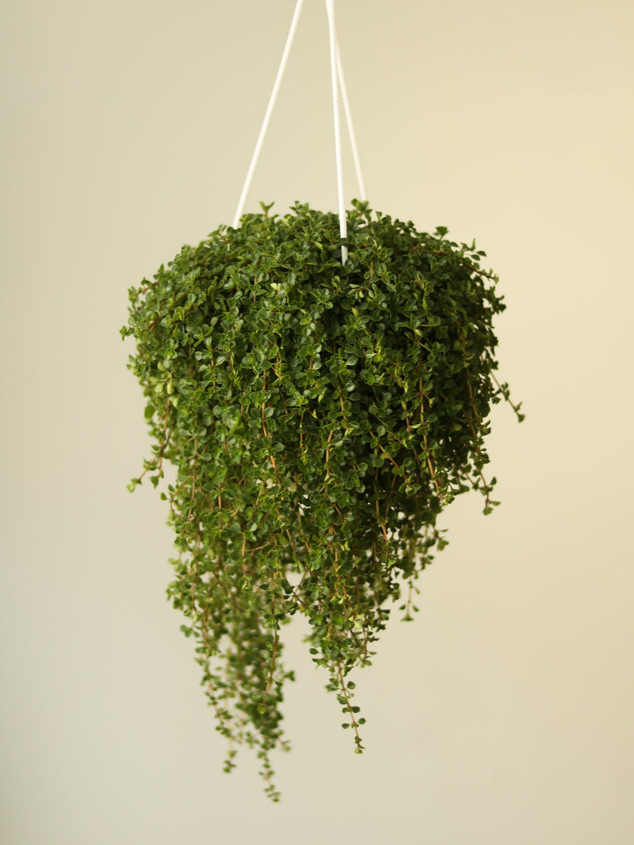 2x Artificial Hanging Succulent Plants String Of Pearls With Planter