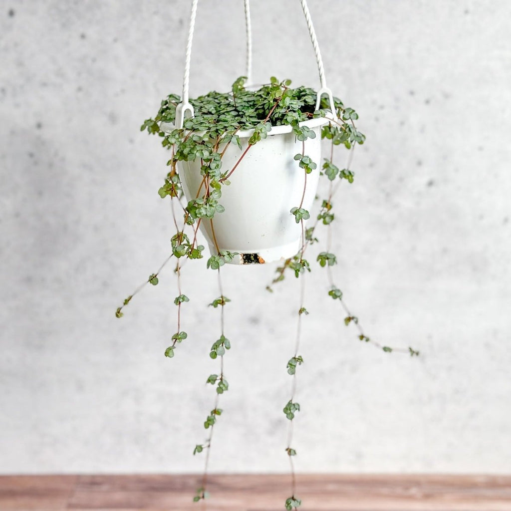 Pilea glauca 'Aqua' - Silver Sparkle Hanging Basket - Ed's Plant Shop