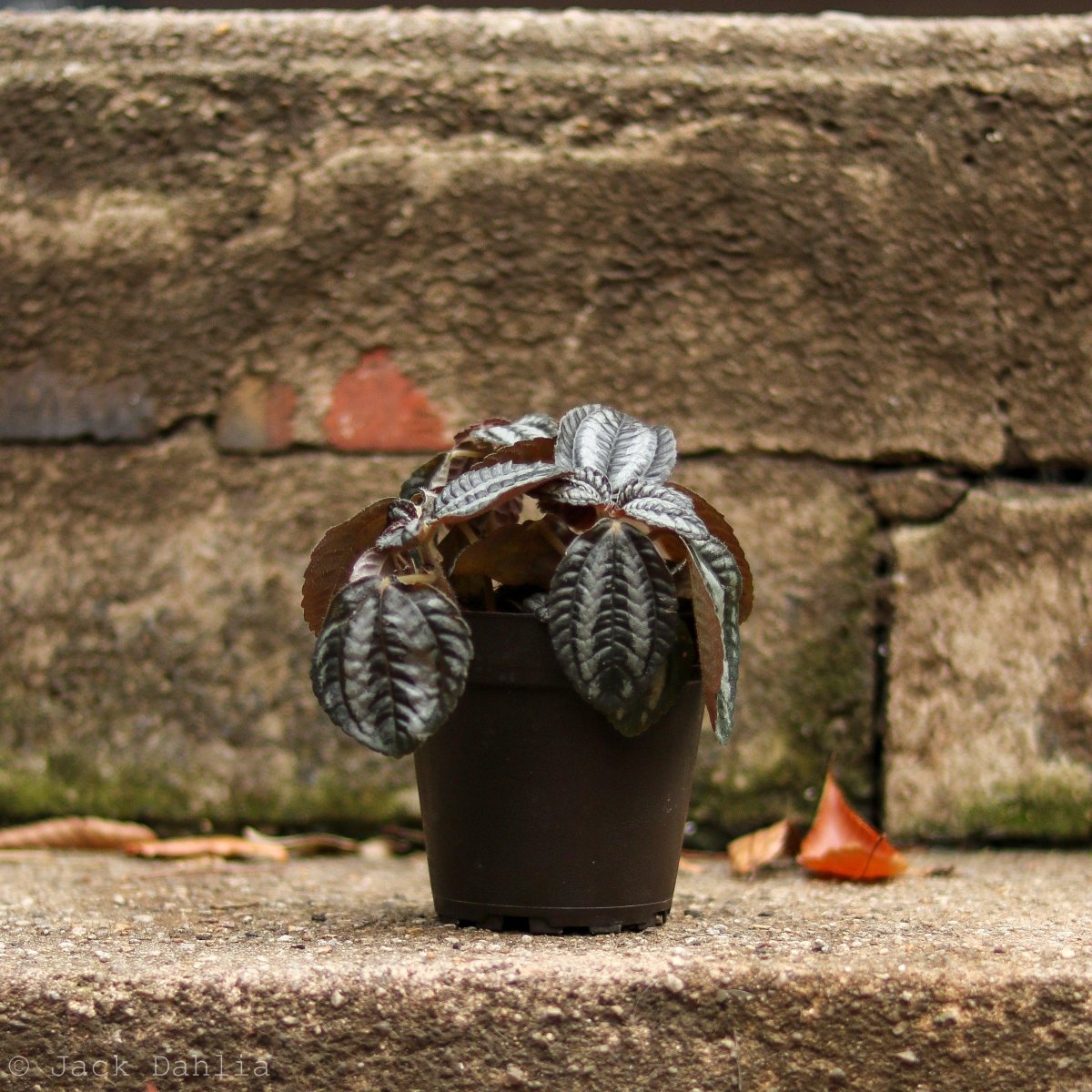 Pilea Involucrata 'Pan Am' - Ed's Plant Shop