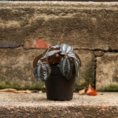 Pilea Involucrata 'Pan Am' - Ed's Plant Shop