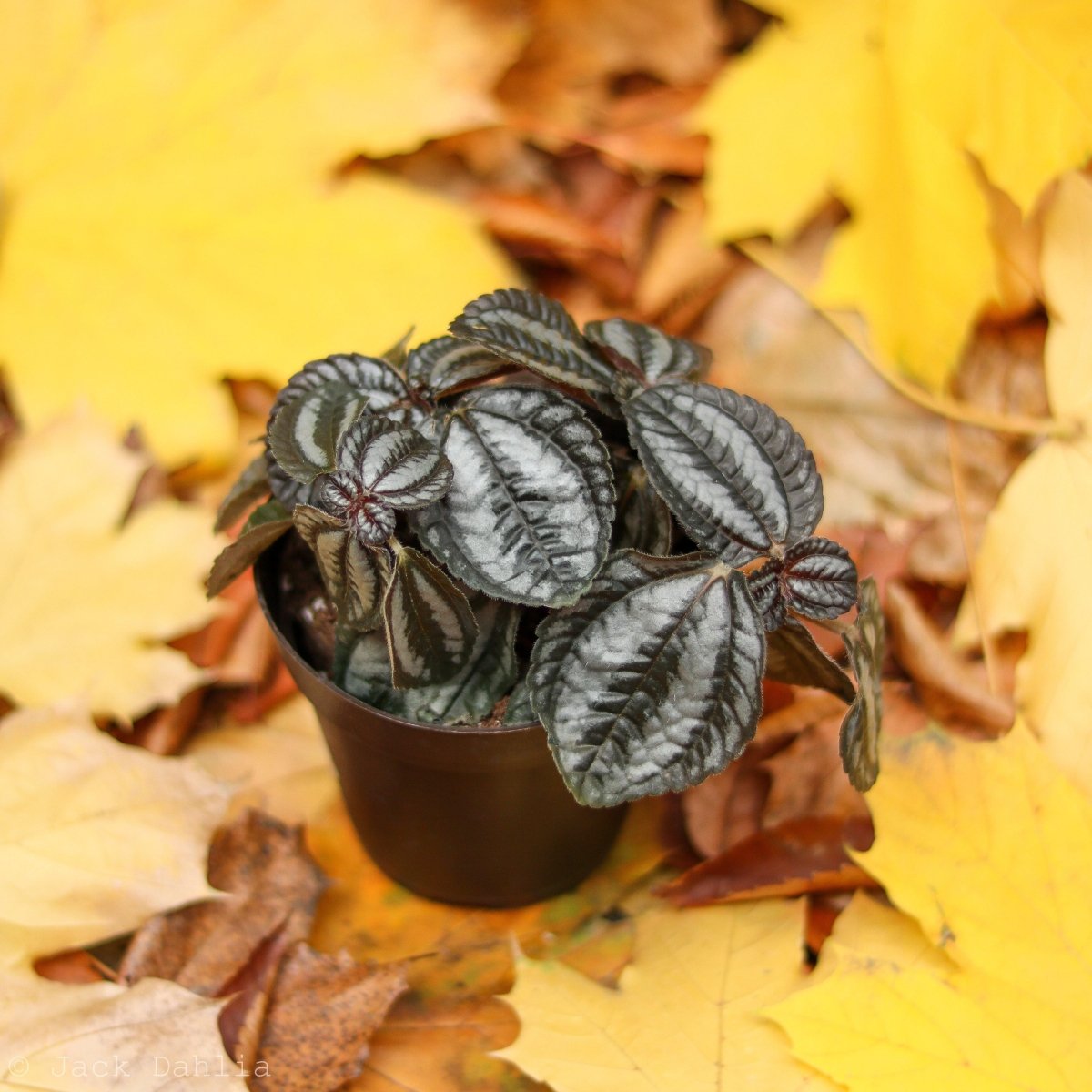Pilea Involucrata 'Pan Am' - Ed's Plant Shop
