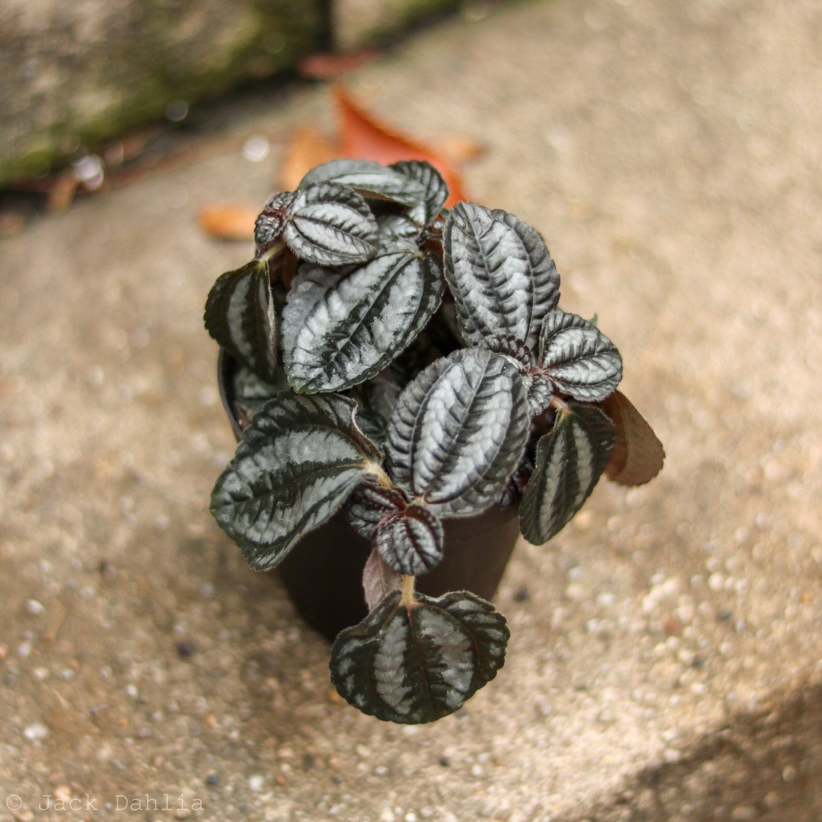 Pilea Involucrata 'Pan Am'