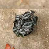 Pilea Involucrata 'Pan Am' - Ed's Plant Shop