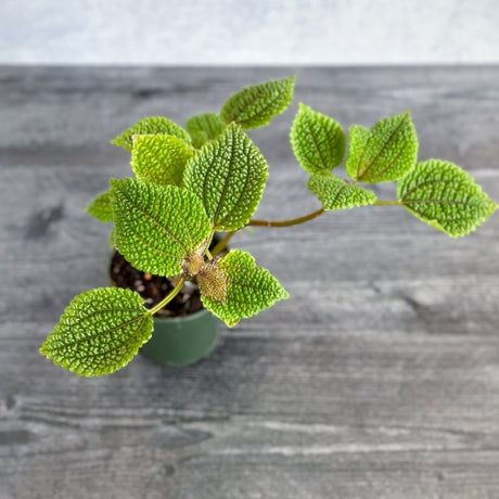 Pilea 'Moon Valley' - Moon Valley - Ed's Plant Shop