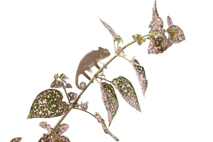 Plant Animal - Chameleon, plant decoration - Ed's Plant Shop